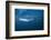 Bryde's Whale (Balaenoptera Edeni) and Common Dolphins (Delphinus Delphis)-Jordi Chias-Framed Photographic Print