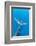 Bryde's whale tail, Trincomalee, Eastern Province, Sri Lanka, Bay of Bengal, Indian Ocean-Franco Banfi-Framed Photographic Print