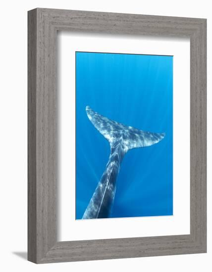 Bryde's whale tail, Trincomalee, Eastern Province, Sri Lanka, Bay of Bengal, Indian Ocean-Franco Banfi-Framed Photographic Print