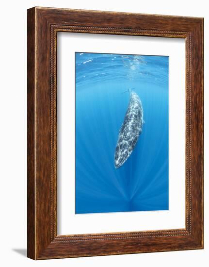 Bryde's whale Trincomalee, Eastern Province, Sri Lanka, Bay of Bengal, Indian Ocean-Franco Banfi-Framed Photographic Print