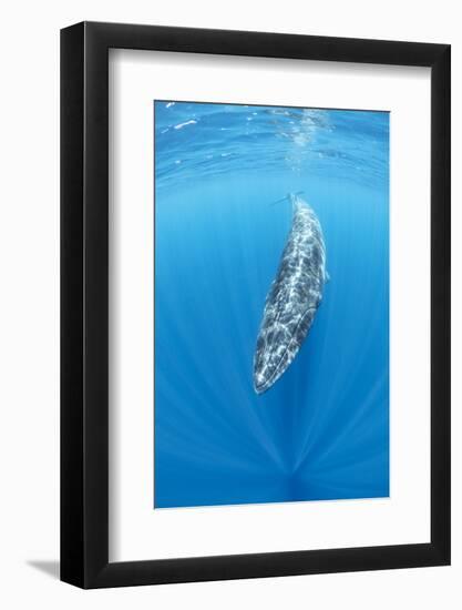 Bryde's whale Trincomalee, Eastern Province, Sri Lanka, Bay of Bengal, Indian Ocean-Franco Banfi-Framed Photographic Print