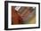 Bryggen, Bergen, UNESCO World Heritage Site, Hordaland, Norway, Scandinavia, Europe-Gary Cook-Framed Photographic Print