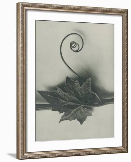 Bryonia Alba-Karl Blossfeldt-Framed Giclee Print