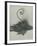 Bryonia Alba-Karl Blossfeldt-Framed Giclee Print