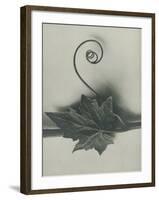 Bryonia Alba-Karl Blossfeldt-Framed Giclee Print