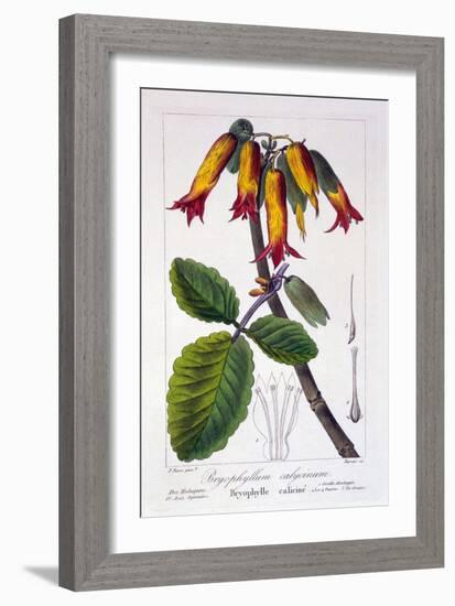 Bryophyllum Calycinum, or Kalanchoe Pinnata, 1836-Pancrace Bessa-Framed Giclee Print