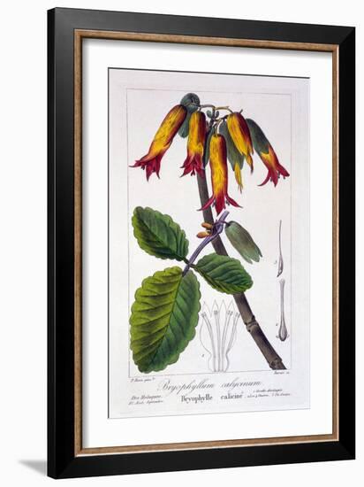 Bryophyllum Calycinum, or Kalanchoe Pinnata, 1836-Pancrace Bessa-Framed Giclee Print