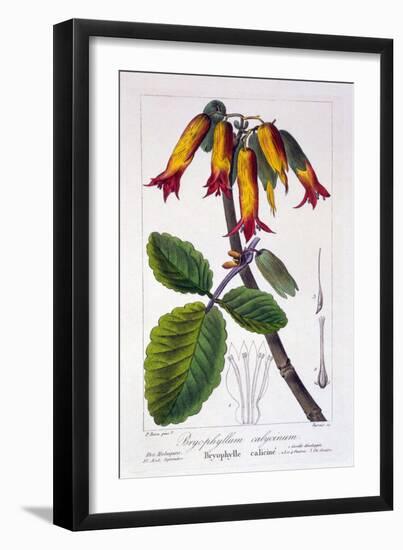 Bryophyllum Calycinum, or Kalanchoe Pinnata, 1836-Pancrace Bessa-Framed Giclee Print