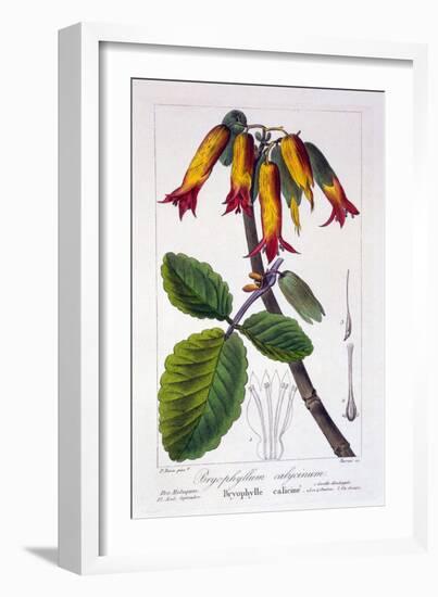 Bryophyllum Calycinum, or Kalanchoe Pinnata, 1836-Pancrace Bessa-Framed Giclee Print