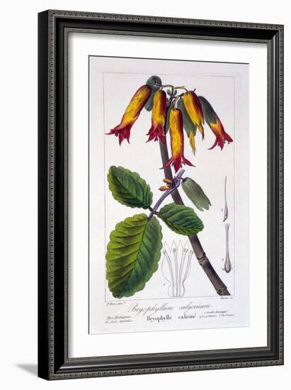 Bryophyllum Calycinum, or Kalanchoe Pinnata, 1836-Pancrace Bessa-Framed Giclee Print