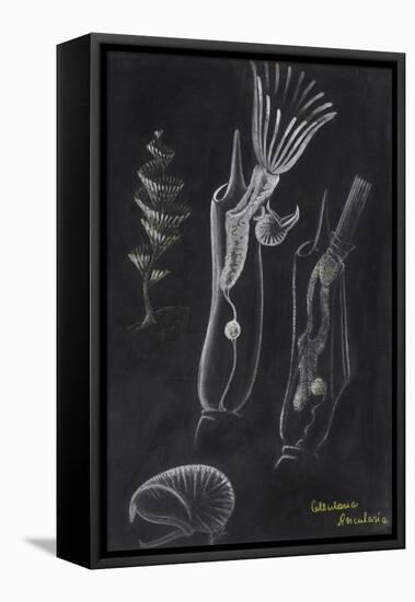 Bryozoa-Philip Henry Gosse-Framed Premier Image Canvas