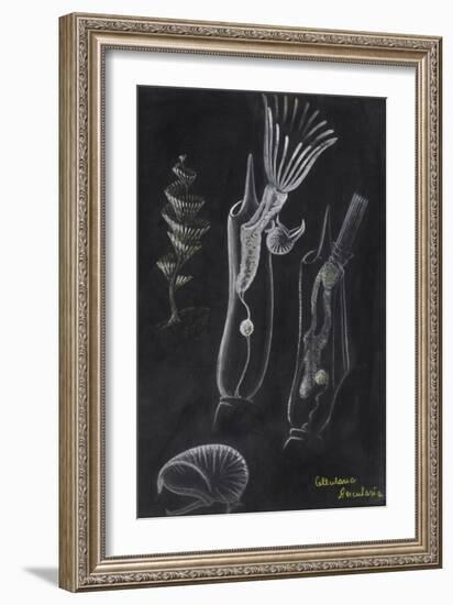 Bryozoa-Philip Henry Gosse-Framed Giclee Print