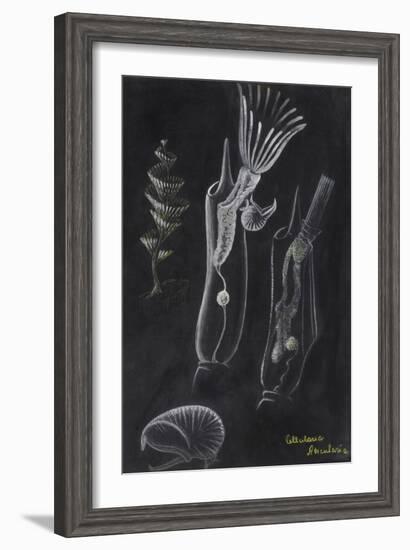 Bryozoa-Philip Henry Gosse-Framed Giclee Print