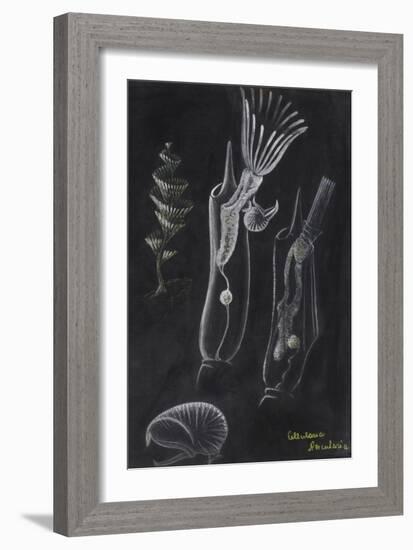 Bryozoa-Philip Henry Gosse-Framed Giclee Print