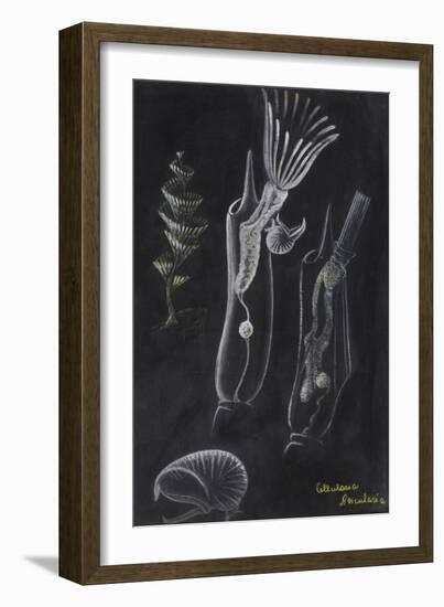 Bryozoa-Philip Henry Gosse-Framed Giclee Print