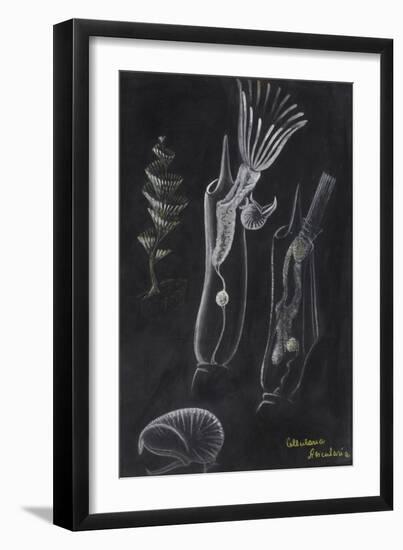 Bryozoa-Philip Henry Gosse-Framed Giclee Print