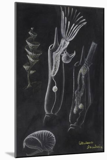 Bryozoa-Philip Henry Gosse-Mounted Giclee Print