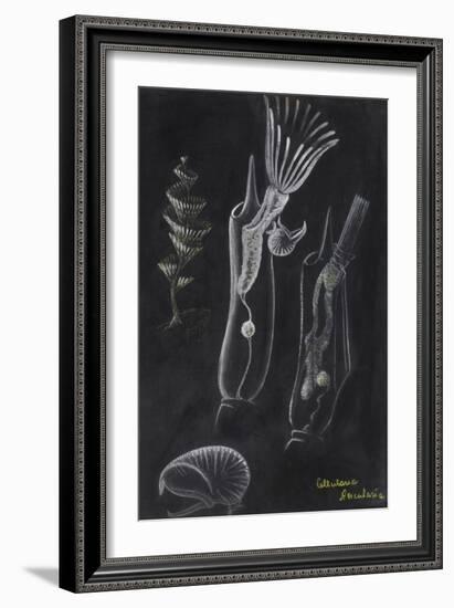 Bryozoa-Philip Henry Gosse-Framed Giclee Print