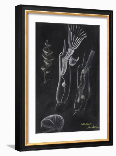 Bryozoa-Philip Henry Gosse-Framed Giclee Print