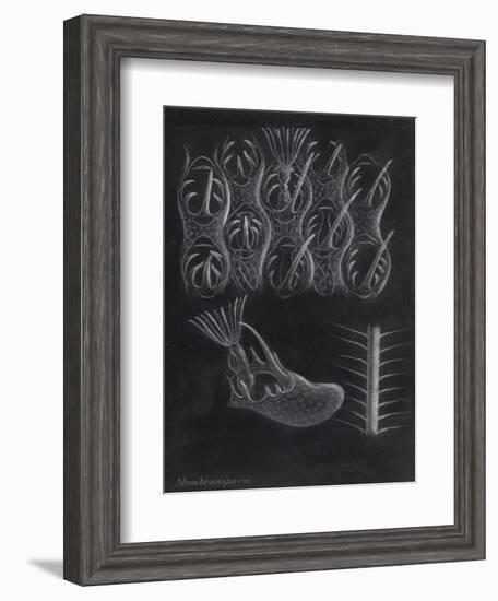 Bryozoa-Philip Henry Gosse-Framed Giclee Print