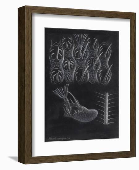 Bryozoa-Philip Henry Gosse-Framed Giclee Print