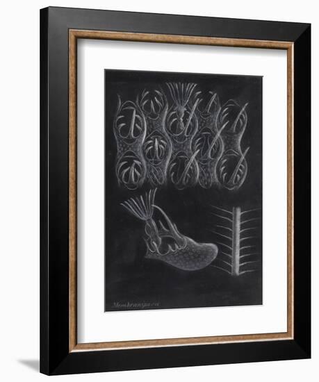 Bryozoa-Philip Henry Gosse-Framed Giclee Print