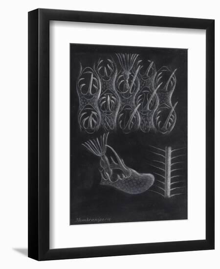 Bryozoa-Philip Henry Gosse-Framed Giclee Print