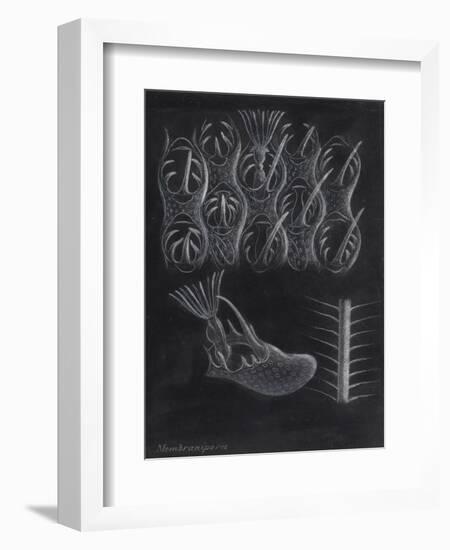 Bryozoa-Philip Henry Gosse-Framed Giclee Print