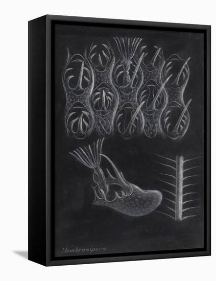 Bryozoa-Philip Henry Gosse-Framed Premier Image Canvas