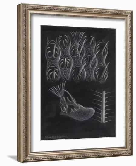 Bryozoa-Philip Henry Gosse-Framed Giclee Print