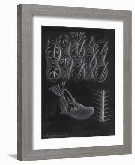 Bryozoa-Philip Henry Gosse-Framed Giclee Print