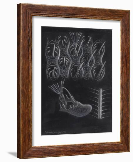 Bryozoa-Philip Henry Gosse-Framed Giclee Print