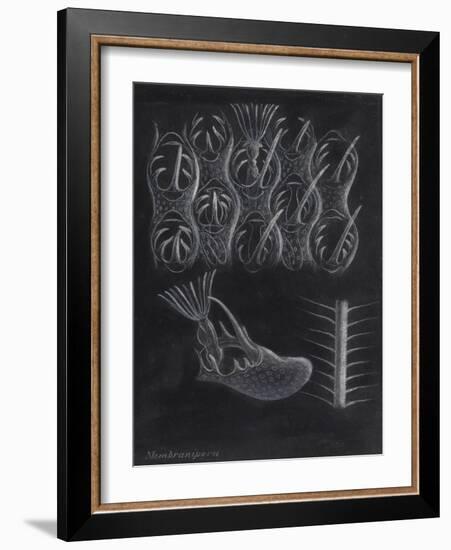 Bryozoa-Philip Henry Gosse-Framed Giclee Print