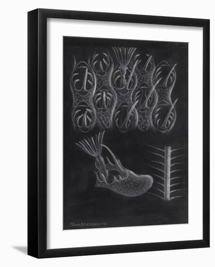 Bryozoa-Philip Henry Gosse-Framed Giclee Print