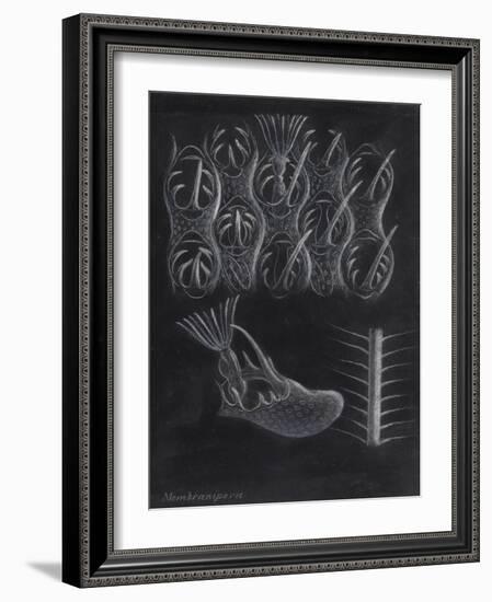 Bryozoa-Philip Henry Gosse-Framed Giclee Print