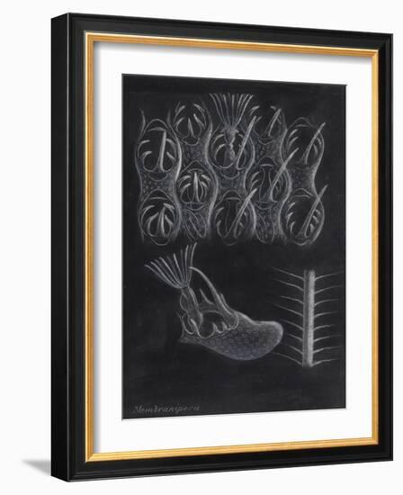 Bryozoa-Philip Henry Gosse-Framed Giclee Print