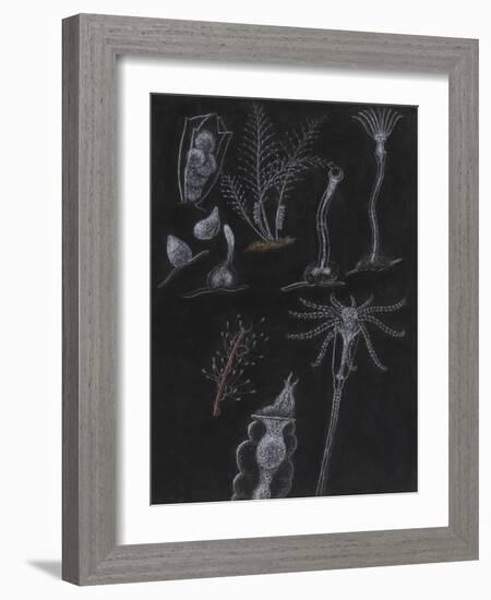 Bryozoa-Philip Henry Gosse-Framed Giclee Print