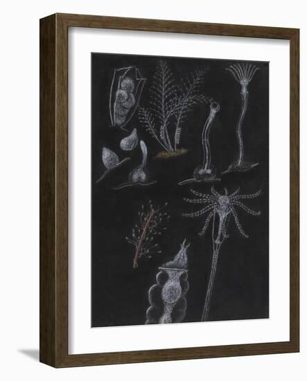 Bryozoa-Philip Henry Gosse-Framed Giclee Print