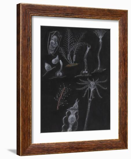 Bryozoa-Philip Henry Gosse-Framed Giclee Print