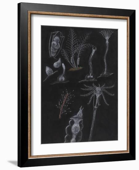 Bryozoa-Philip Henry Gosse-Framed Giclee Print