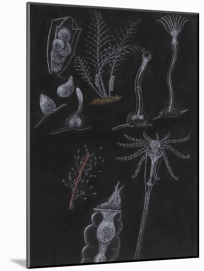 Bryozoa-Philip Henry Gosse-Mounted Giclee Print