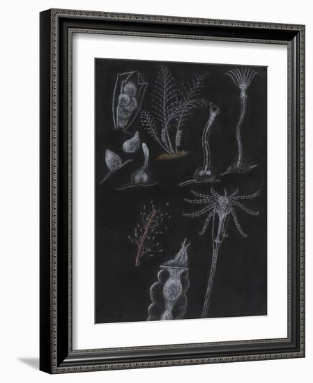 Bryozoa-Philip Henry Gosse-Framed Giclee Print
