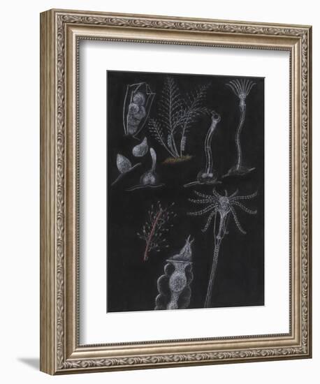 Bryozoa-Philip Henry Gosse-Framed Giclee Print