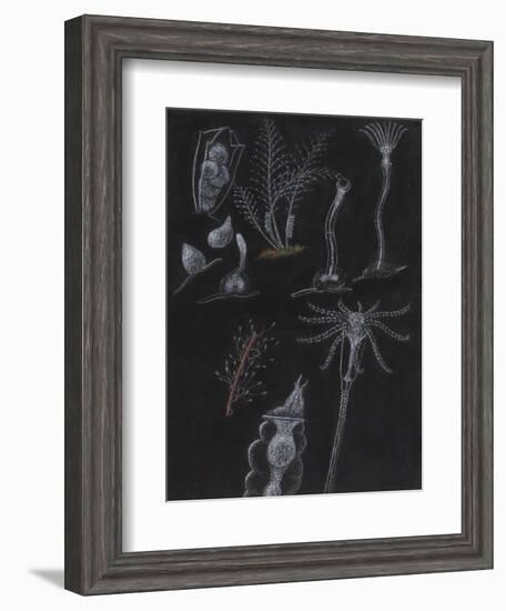 Bryozoa-Philip Henry Gosse-Framed Giclee Print