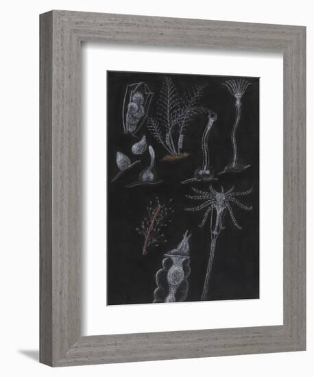 Bryozoa-Philip Henry Gosse-Framed Giclee Print