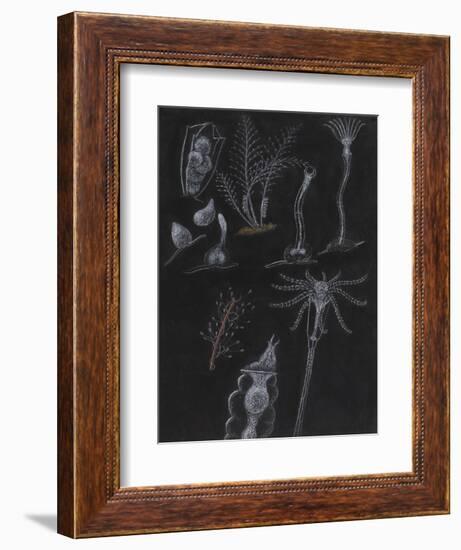 Bryozoa-Philip Henry Gosse-Framed Giclee Print