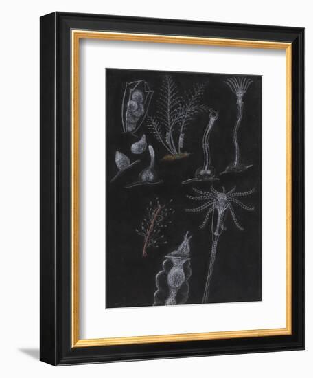 Bryozoa-Philip Henry Gosse-Framed Giclee Print