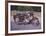 BSA B33 500c 1954-Forlag Hakan Eriksson-Framed Art Print