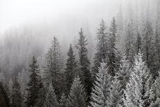 Frozen Winter Forest in the Fog-BSANI-Photographic Print