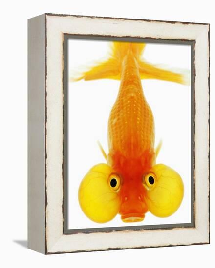 Bubble Eye Goldfish-Martin Harvey-Framed Premier Image Canvas